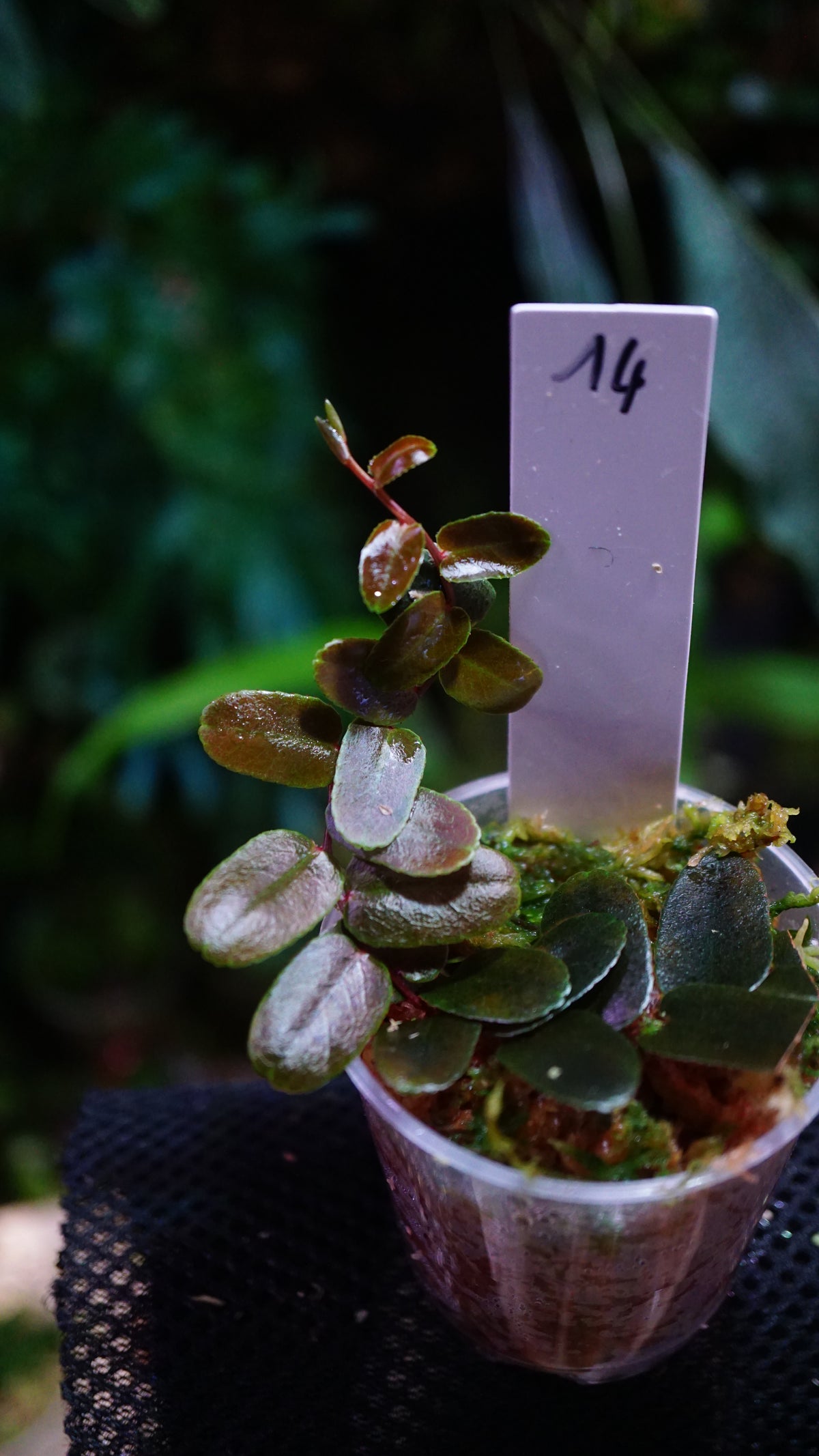 Marcgravia sp 14