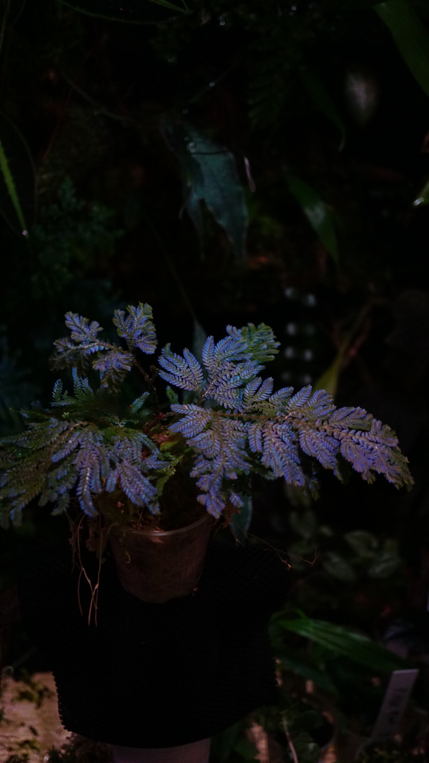 Selaginella wildenowii big