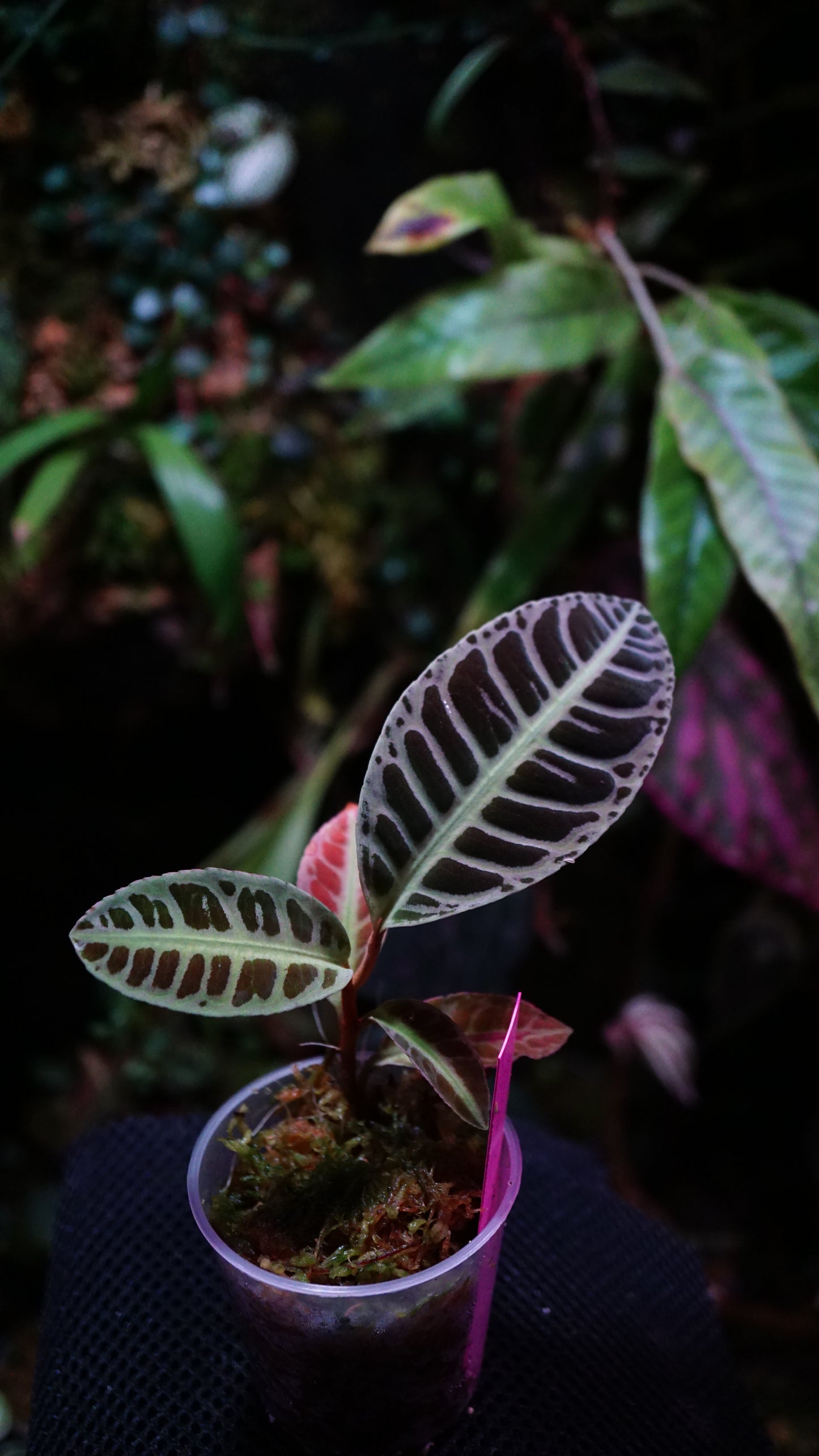 Emblemantha ( labisia )