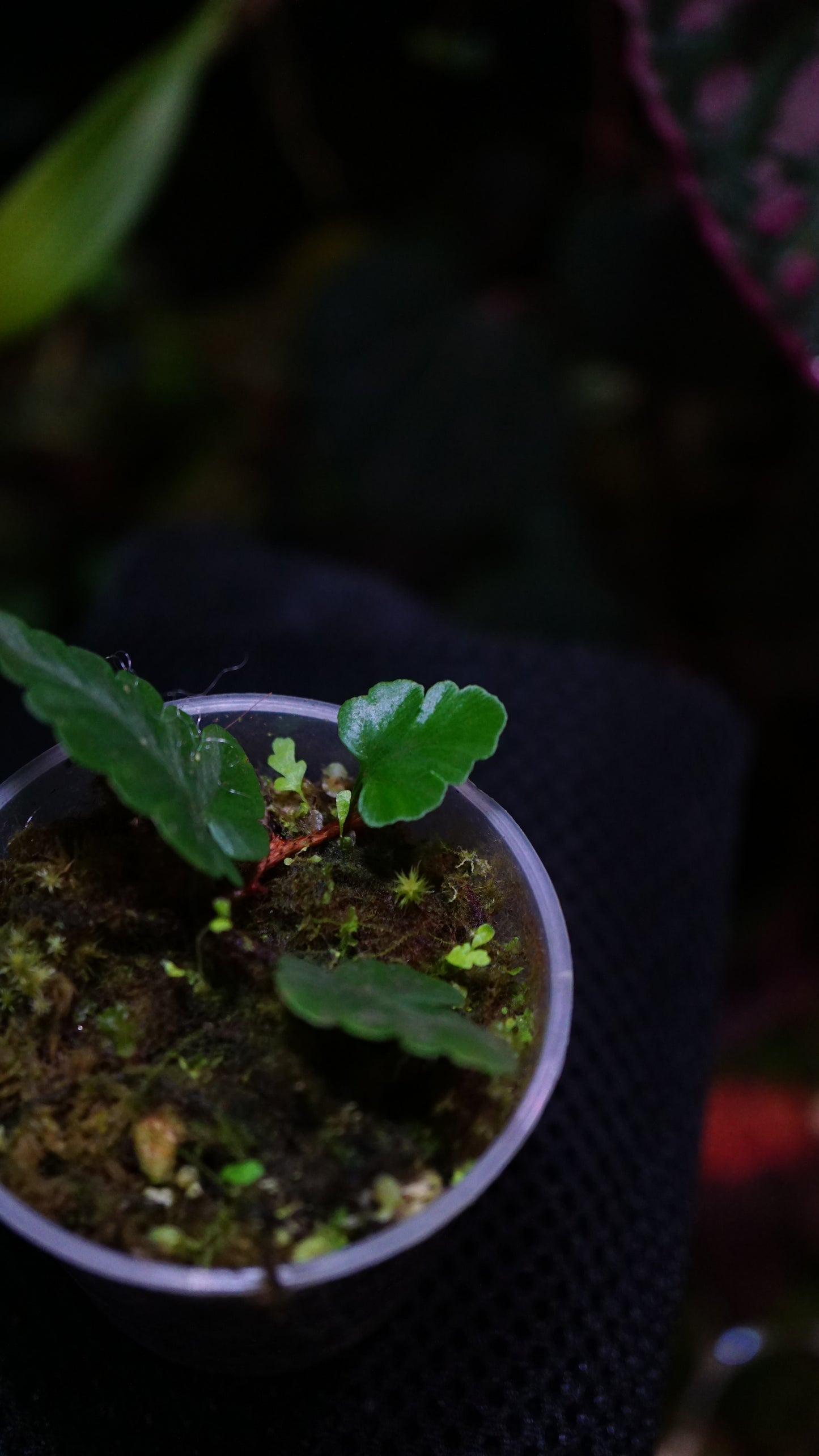 Davalia repens