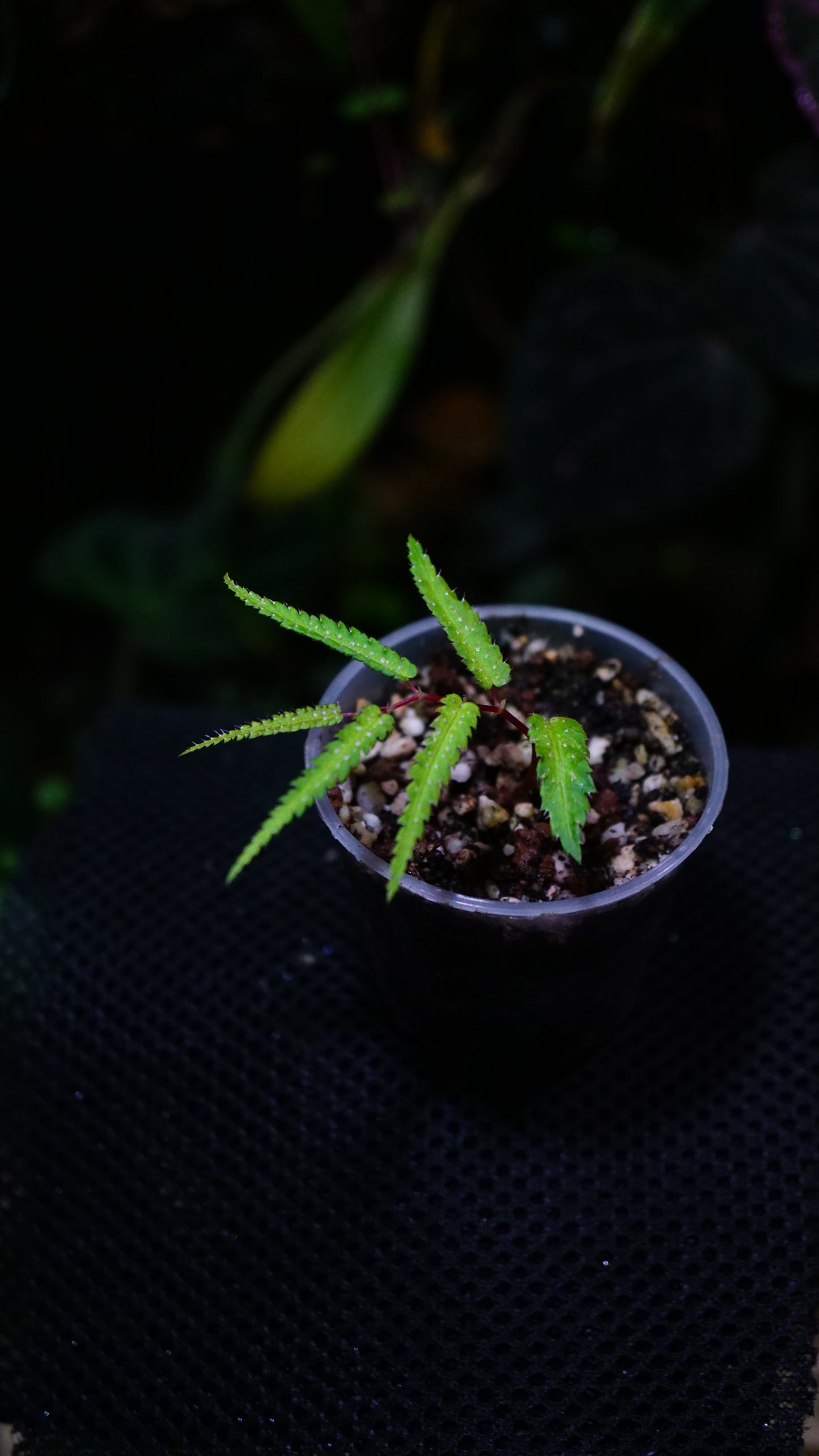 Begonia pteridiformis green