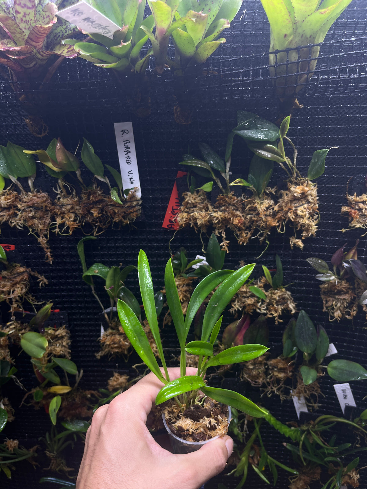 Masdevalia barleana