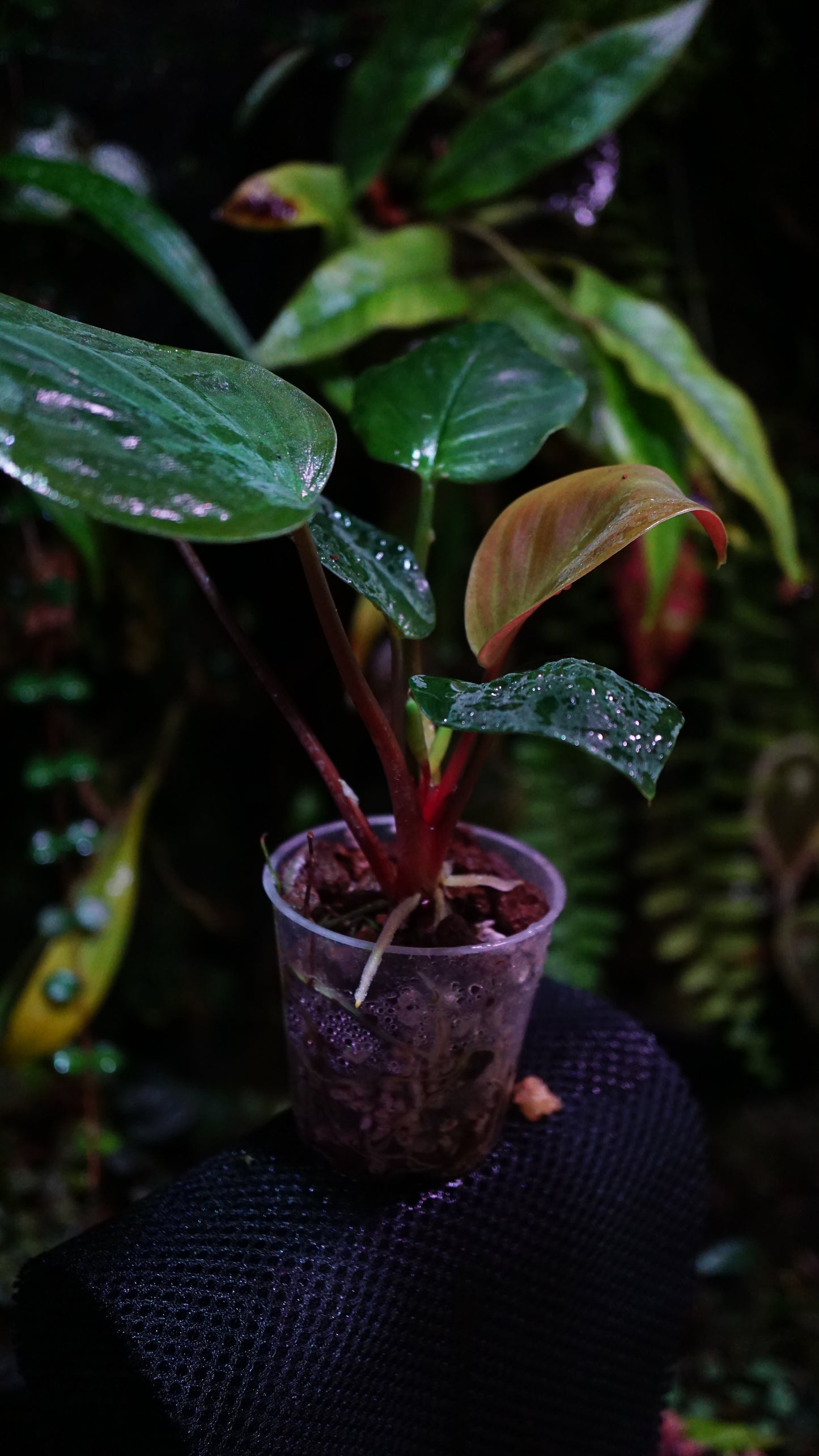 Homalomena sp