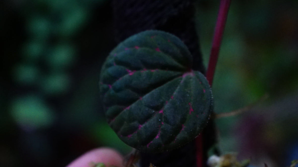 Piper sp porphyrophyllum