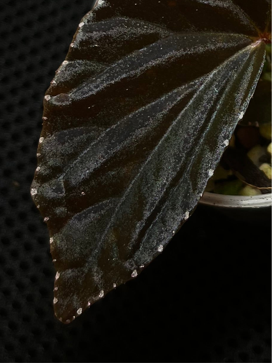 Bégonia black blood