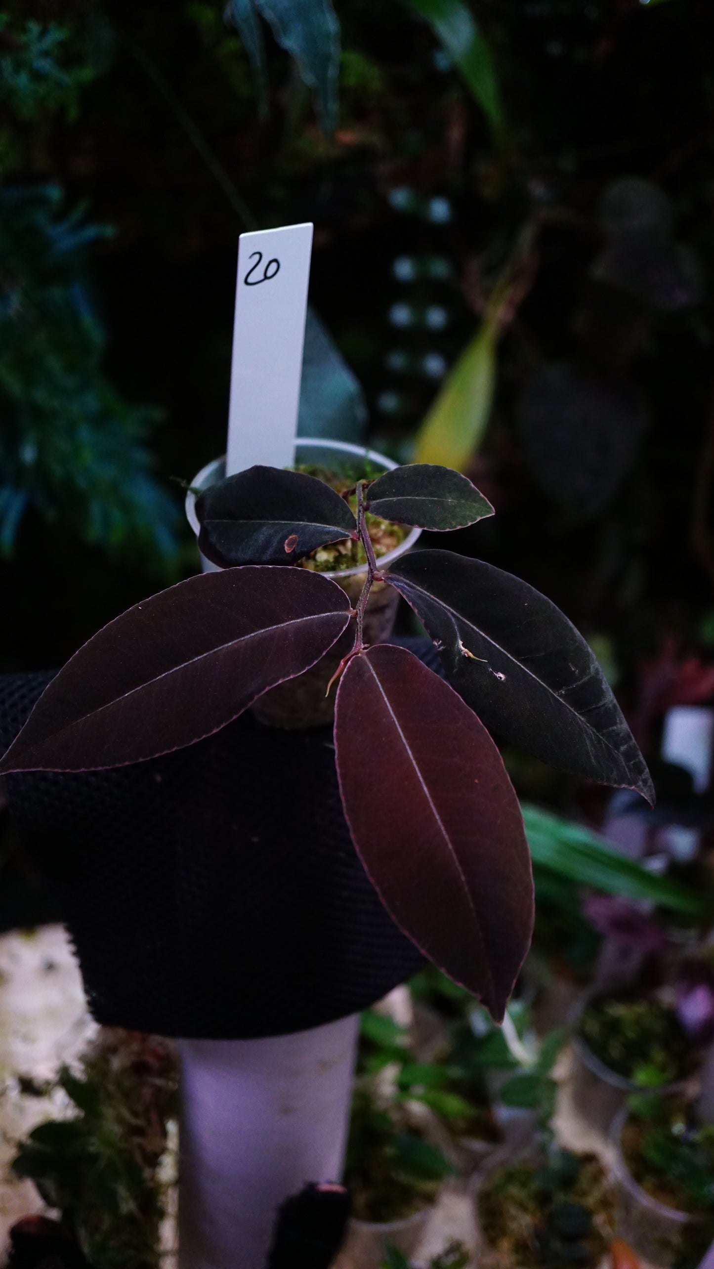 Marcgravia sp 20 el coca
