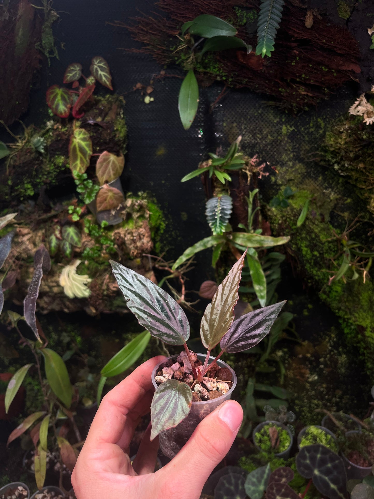 Bégonia hatacoa purple