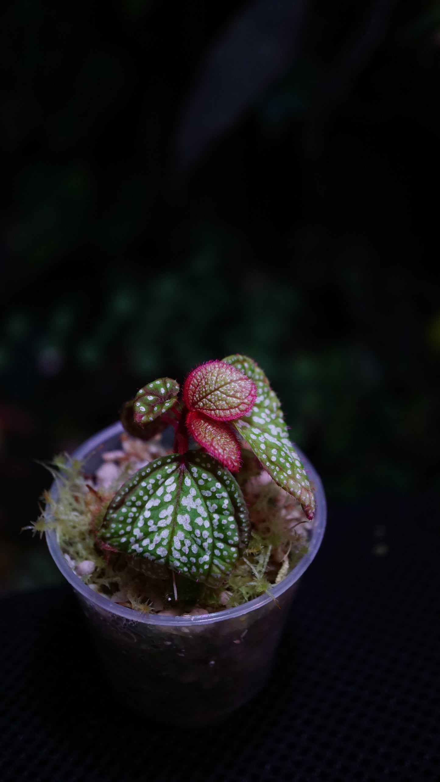 Sonerila sp