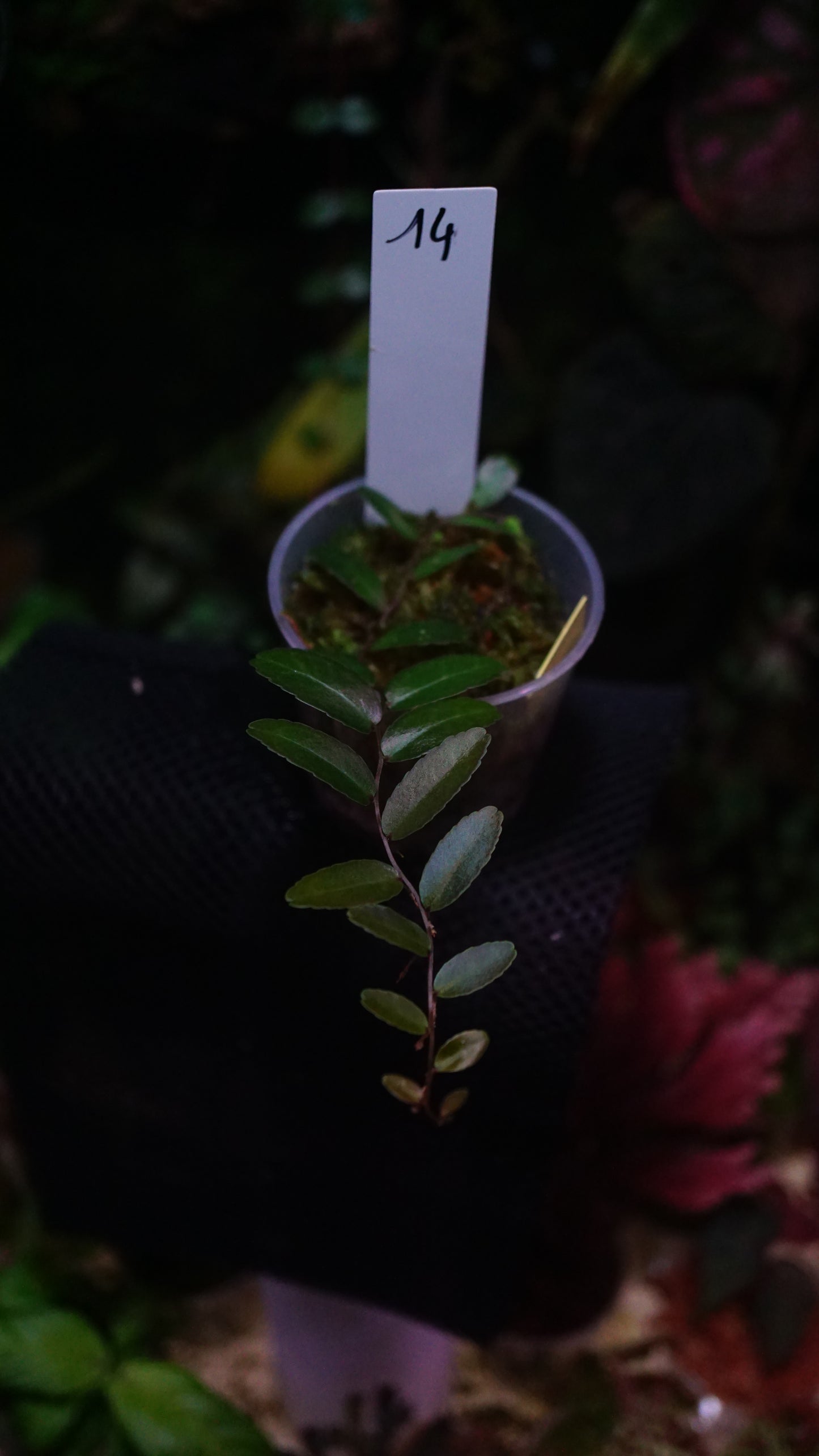 Marcgravia sp 14