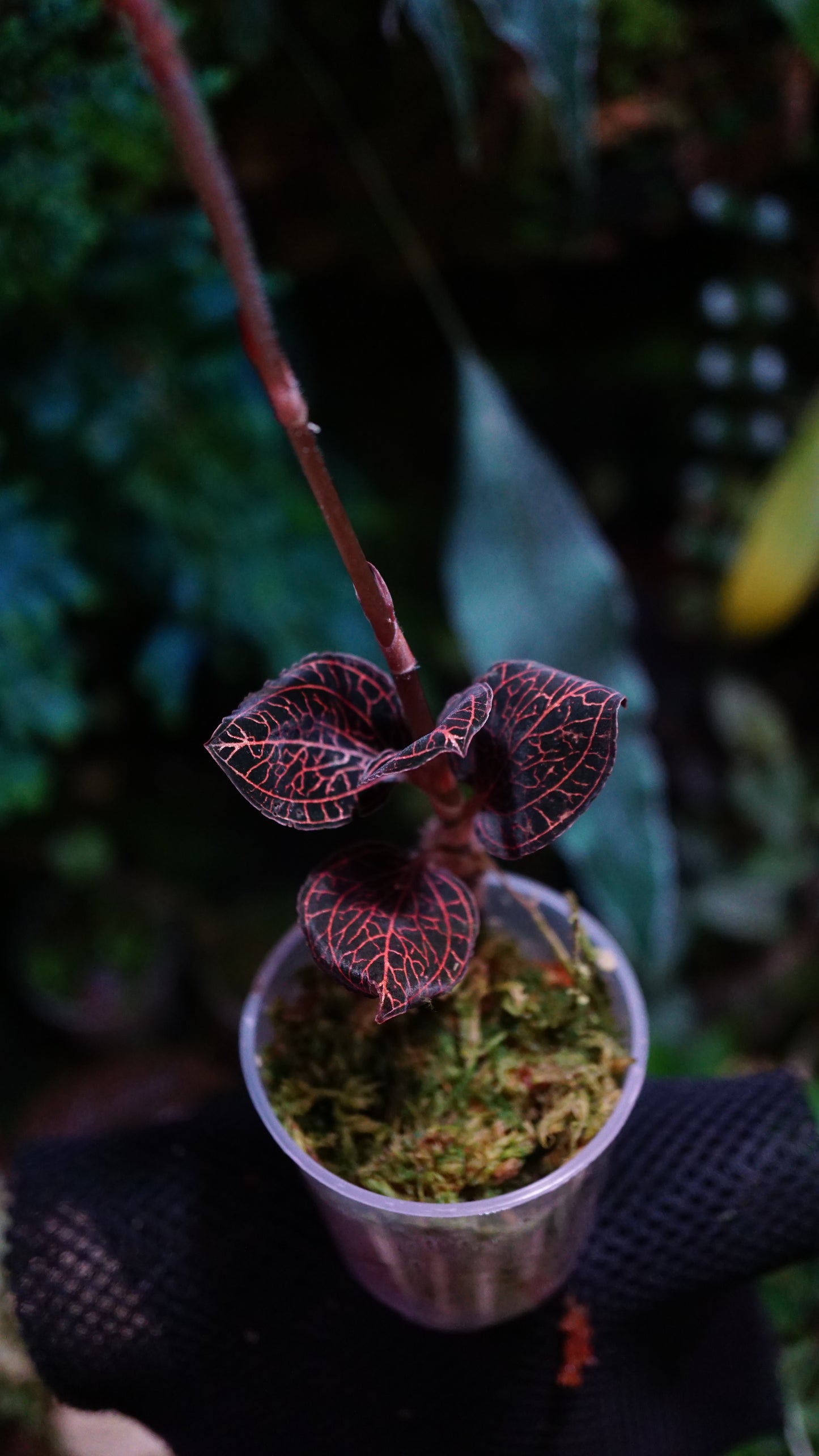 Macodes red