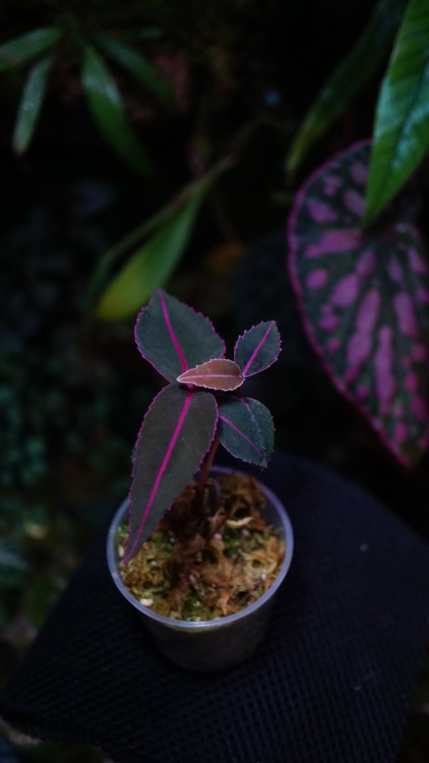 Emblemantha ( labisia )