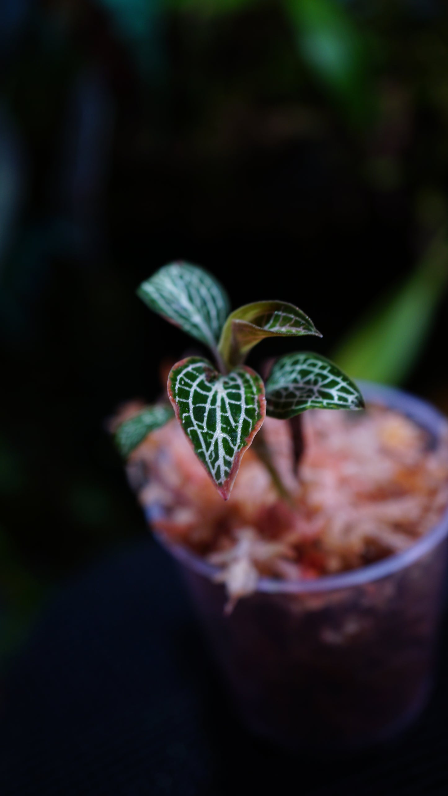 Ludochilus Poly