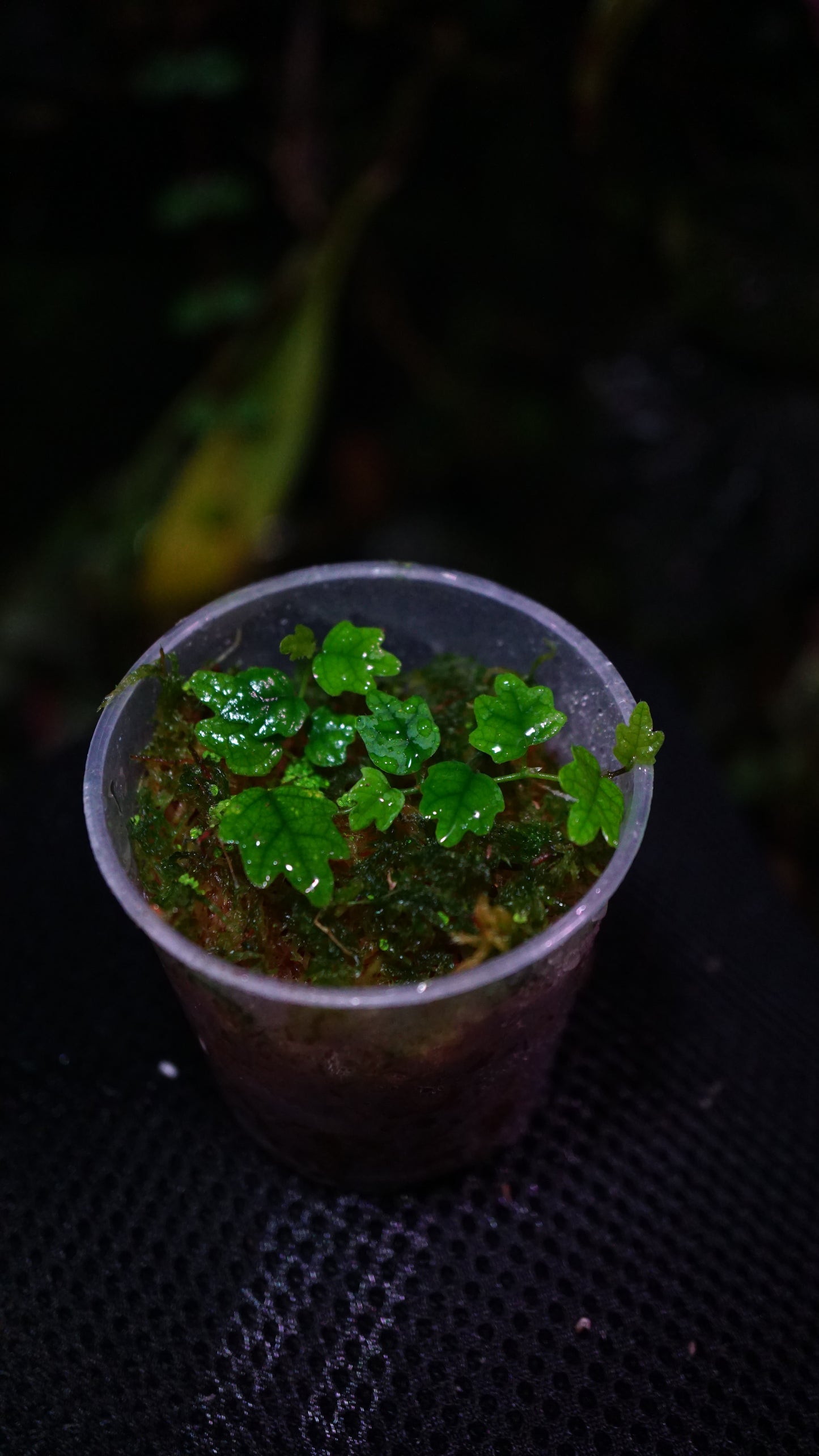 Ficus quercifolia