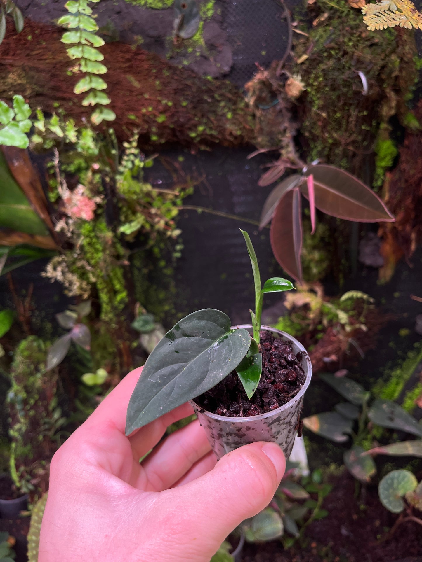 Anadendrum calcicola