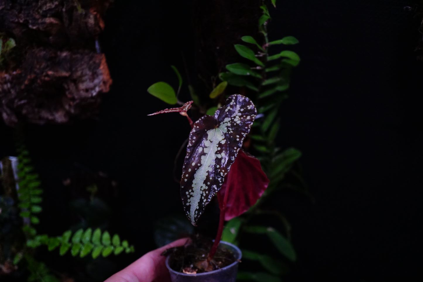 Begonia variabilis Typ 1