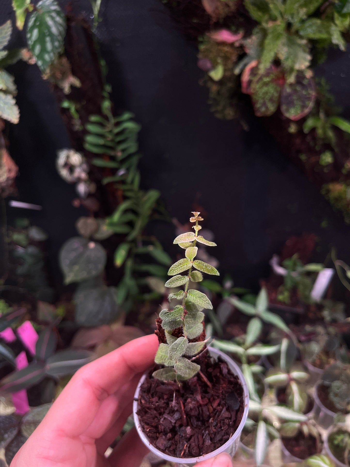 Micrechites Serpilifolia