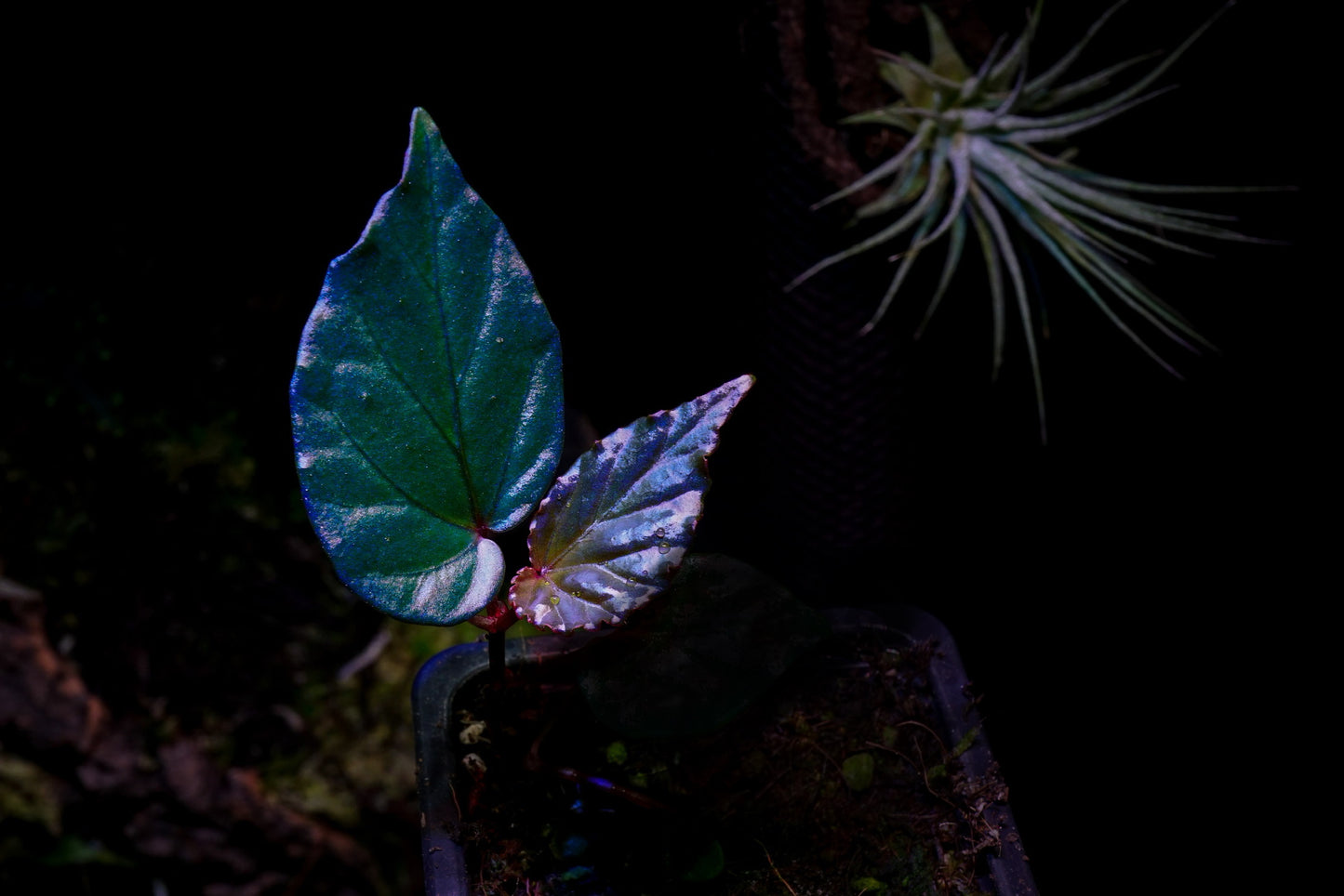 Begonia kapuashulensis (Temuyuk-Blau)