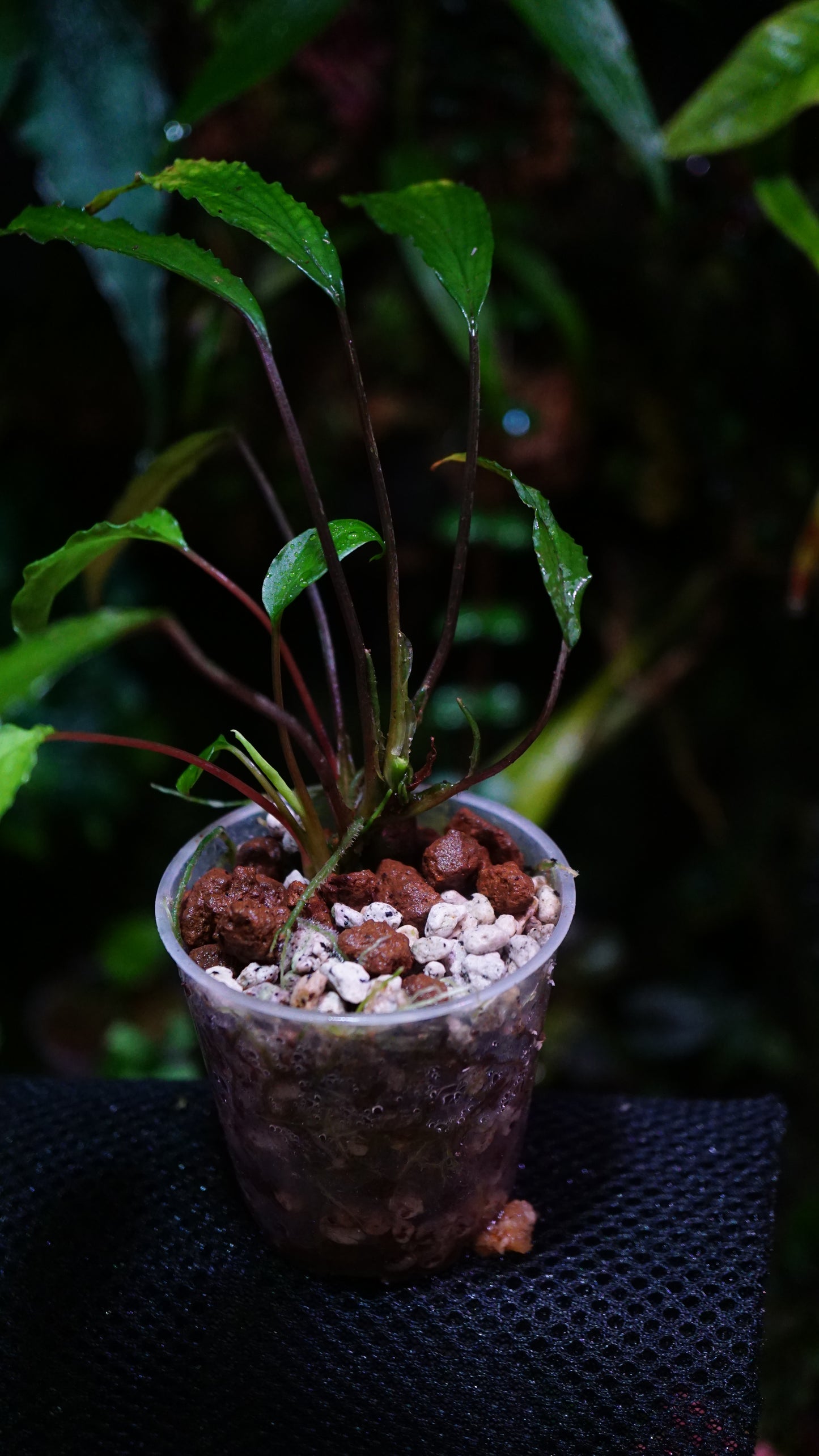 Homalomena sp