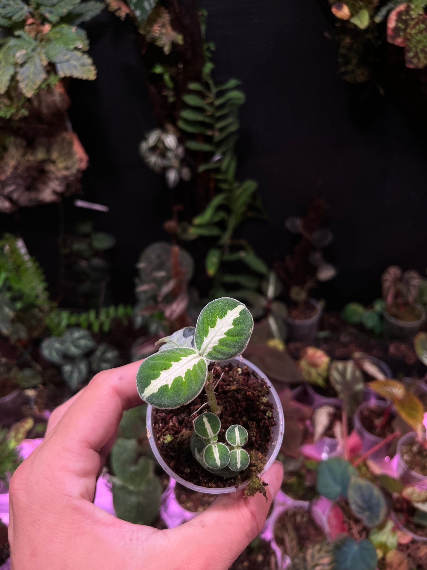 Argostemma sp