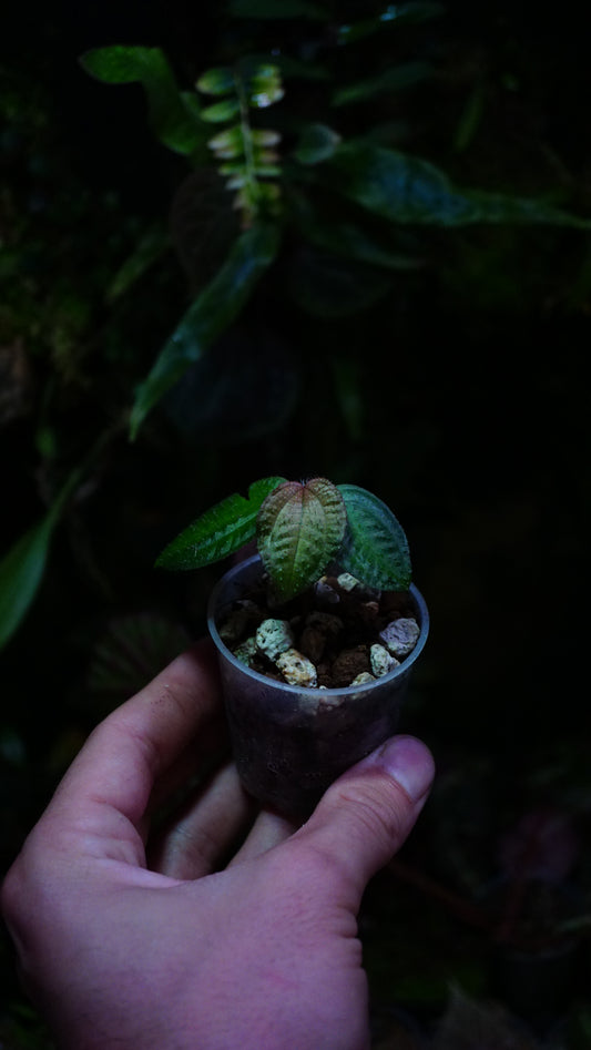 Phyllagathis rotundifolia