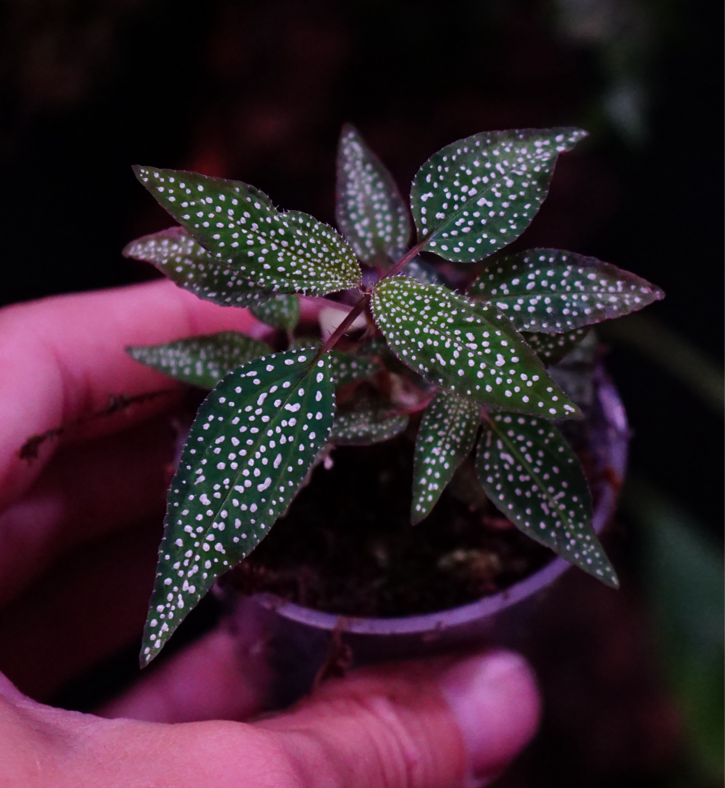 Sonerila sp Vietnam constellation