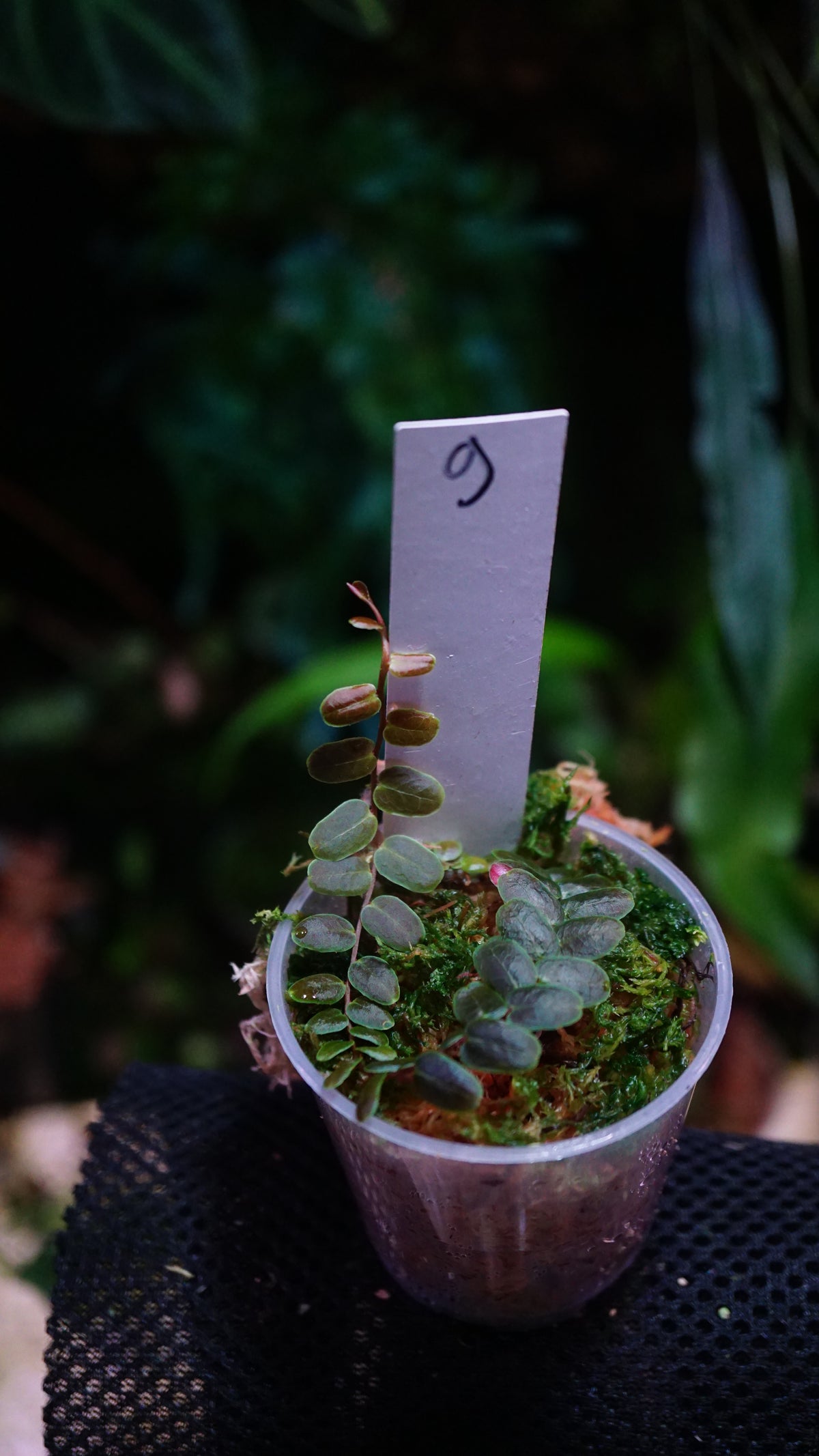 Marcgravia sp 9