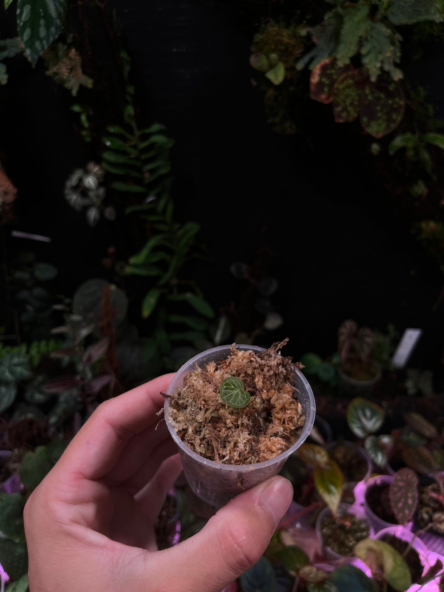 Corybas (Thailand species)