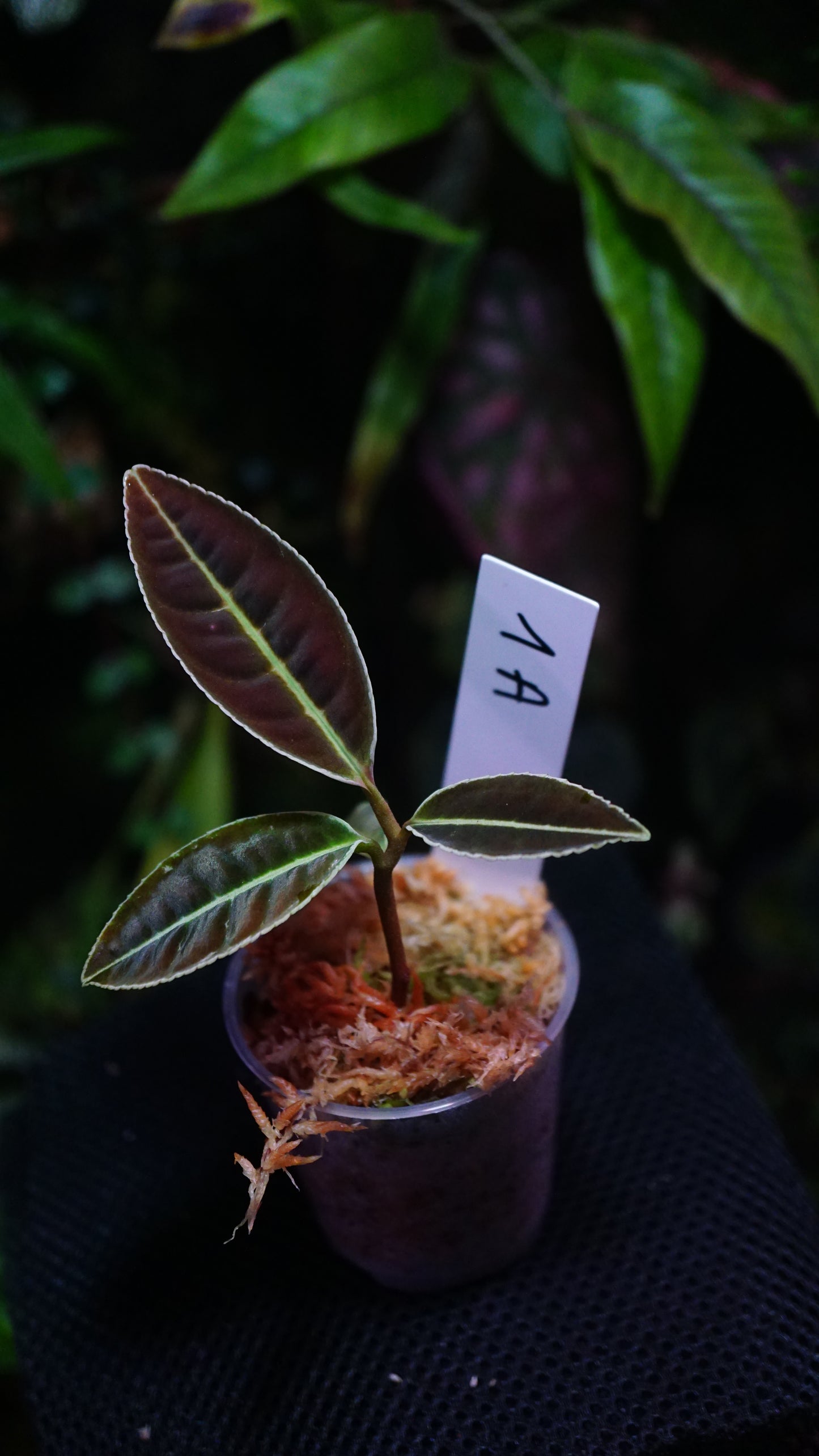 Labisia 1 A