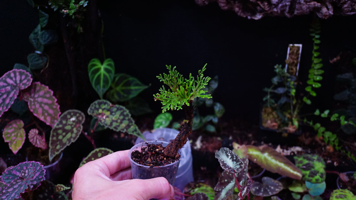 Selaginella pulvinata single trunk