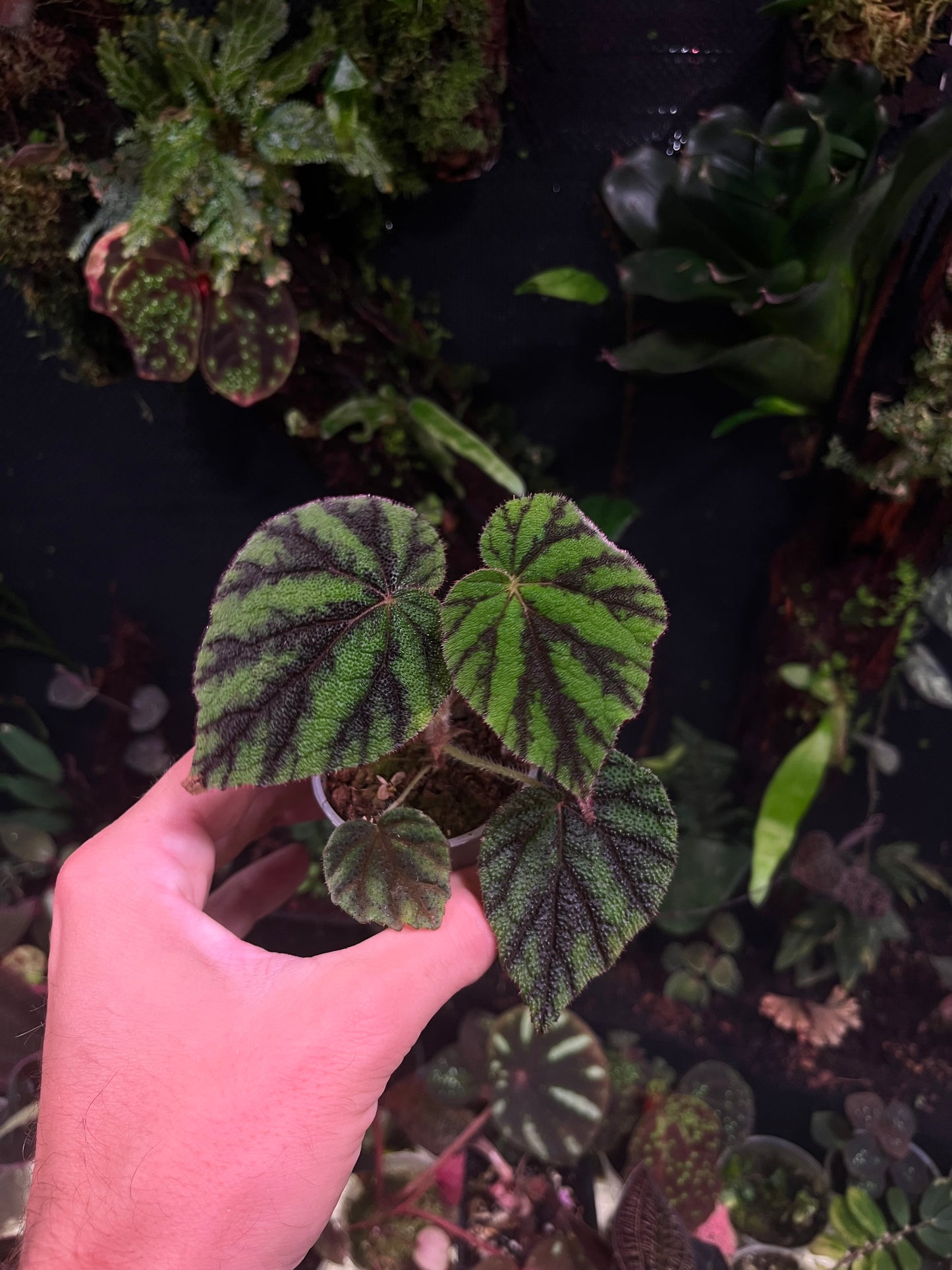 Begonia tuberculosa
