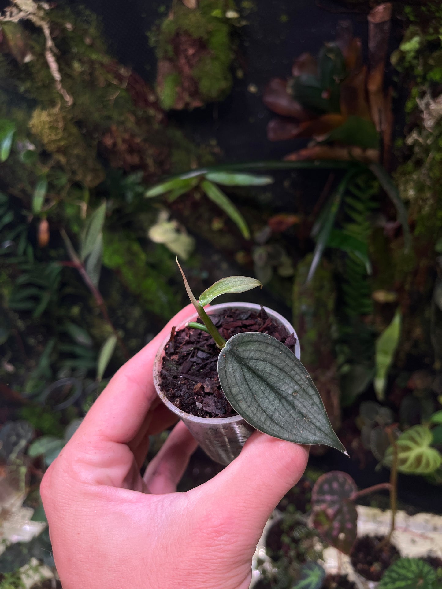 Philodendron burble Marx fantasy