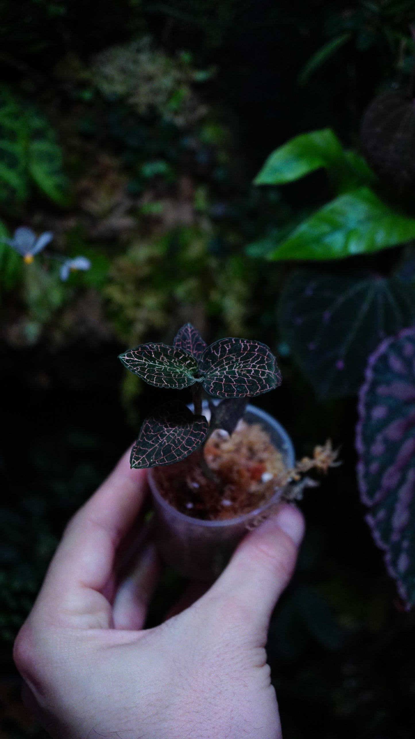 Anoectochilus annamensis