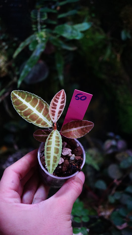 Emblemantha ( labisia ) N12