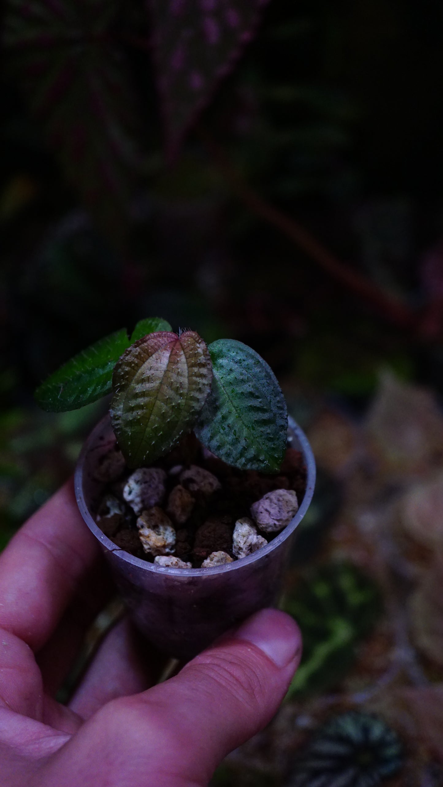 Phyllagathis rotundifolia