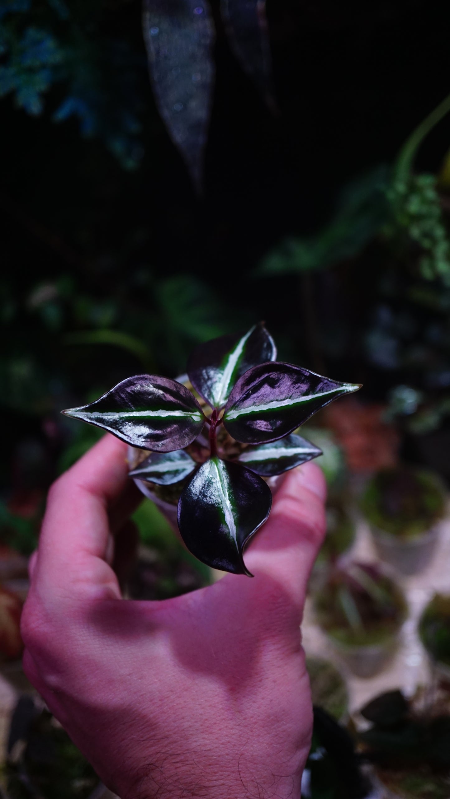 Sonerila sp