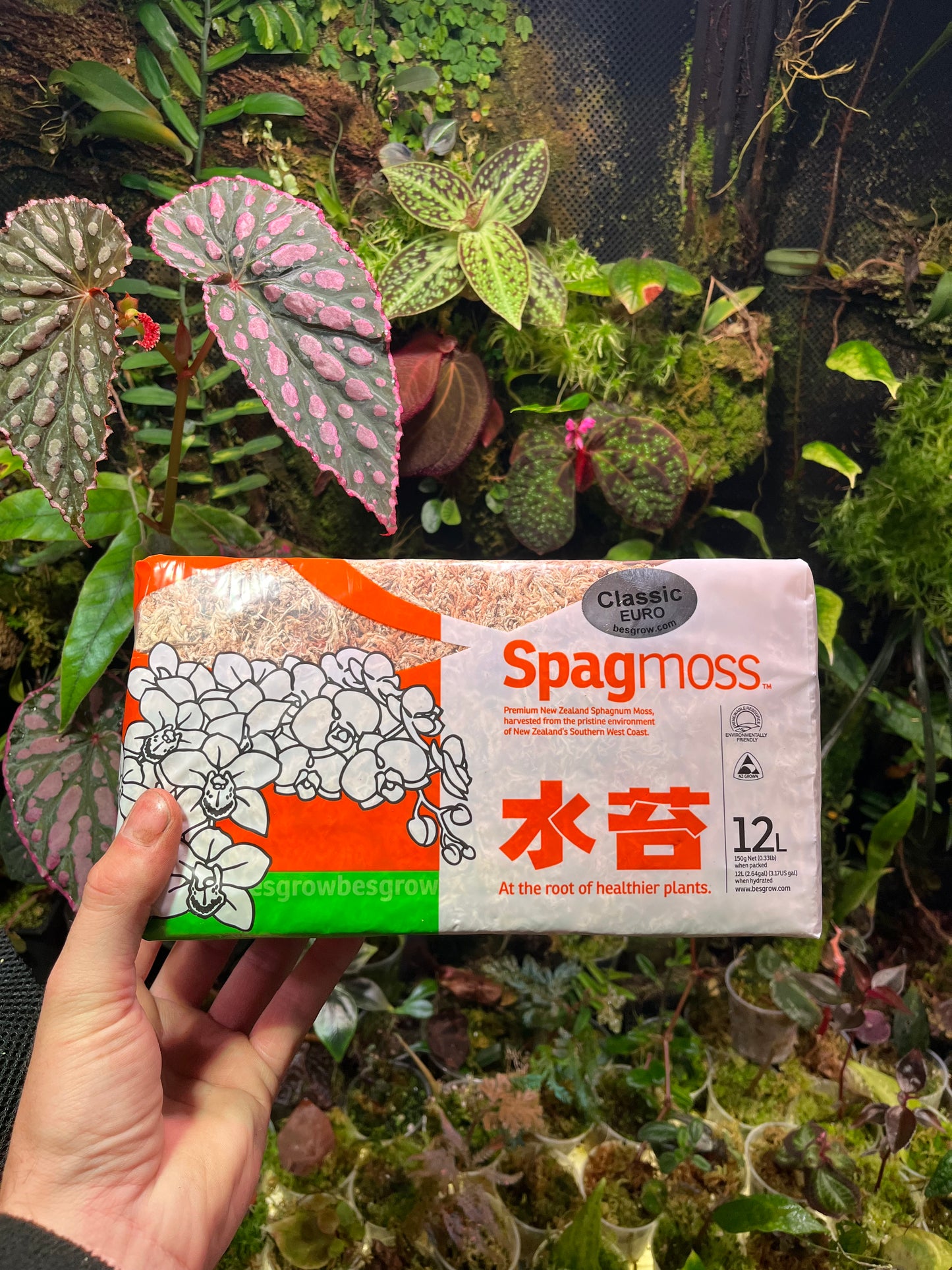 Sphaigne Nouvelle Zélande 150gr (12l)