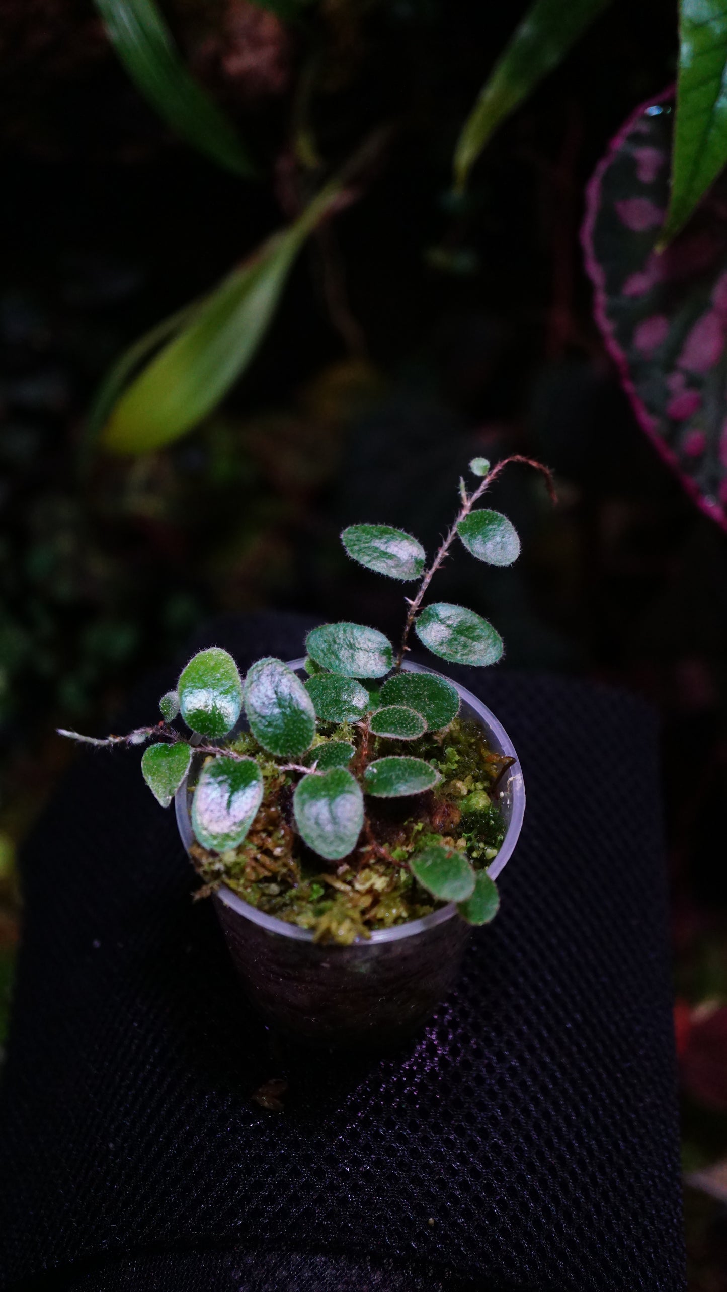 Microgramma sp