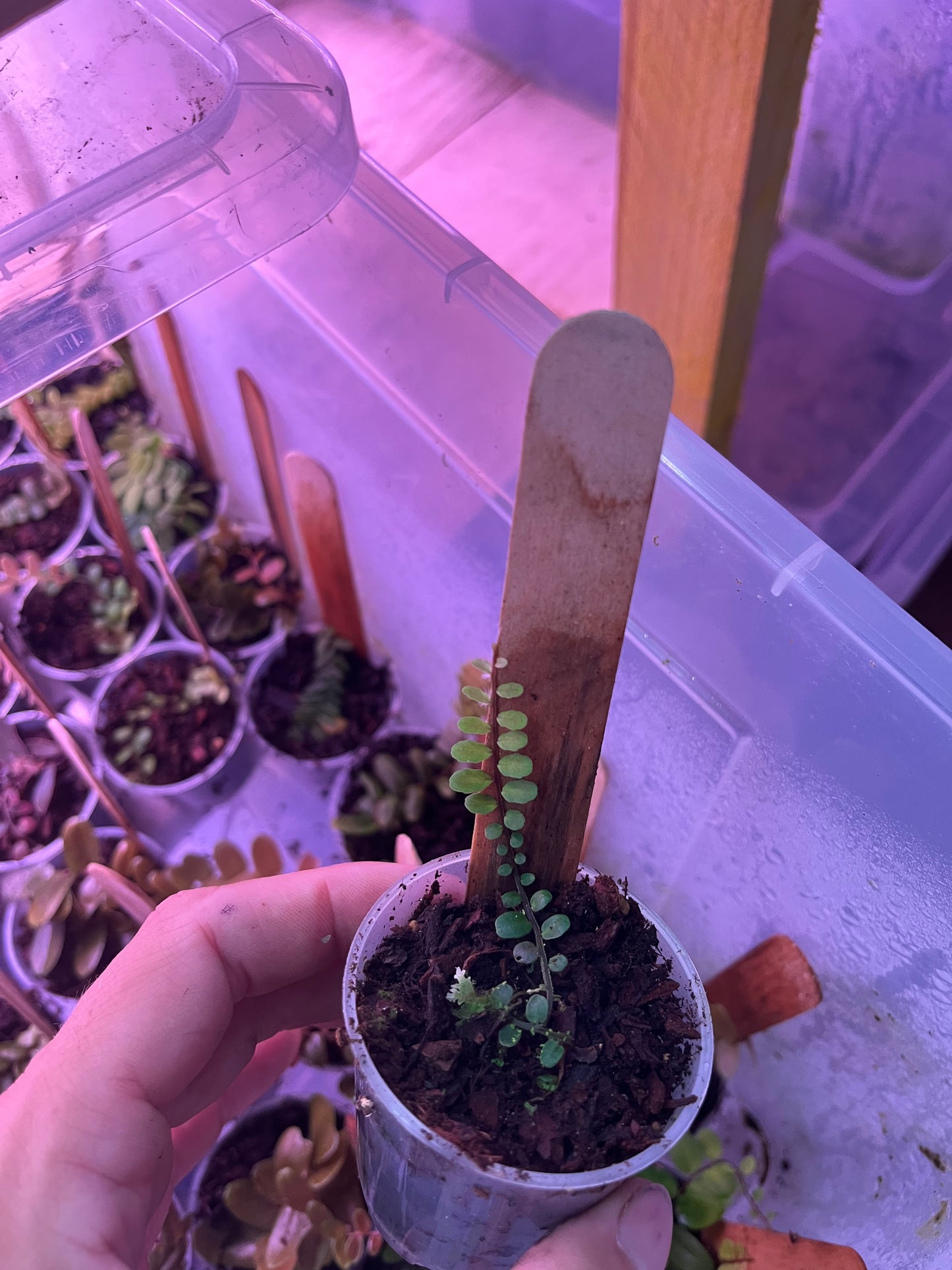 Marcgravia small round leaf
