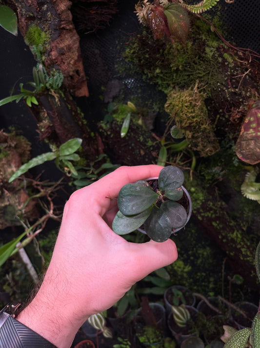 Ficus sp