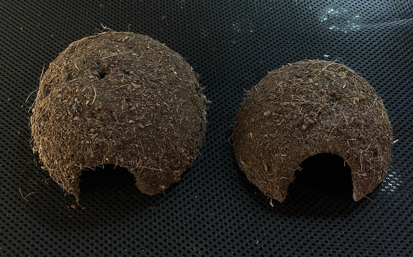 Cachette coco dendrobates moyenne/grande