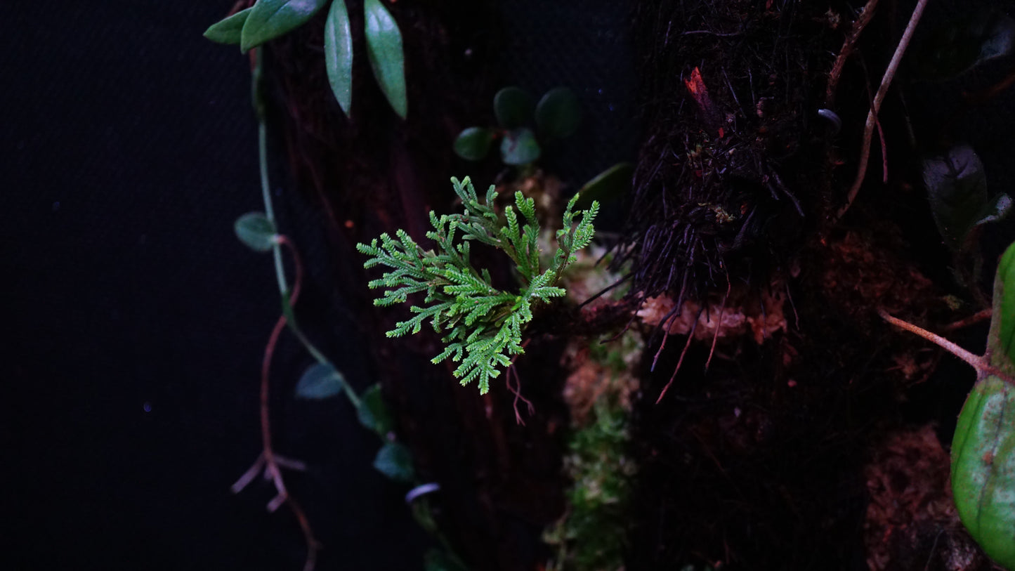 Selaginella pulvinata single trunk