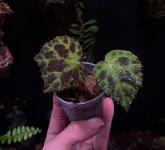 Begonia sp