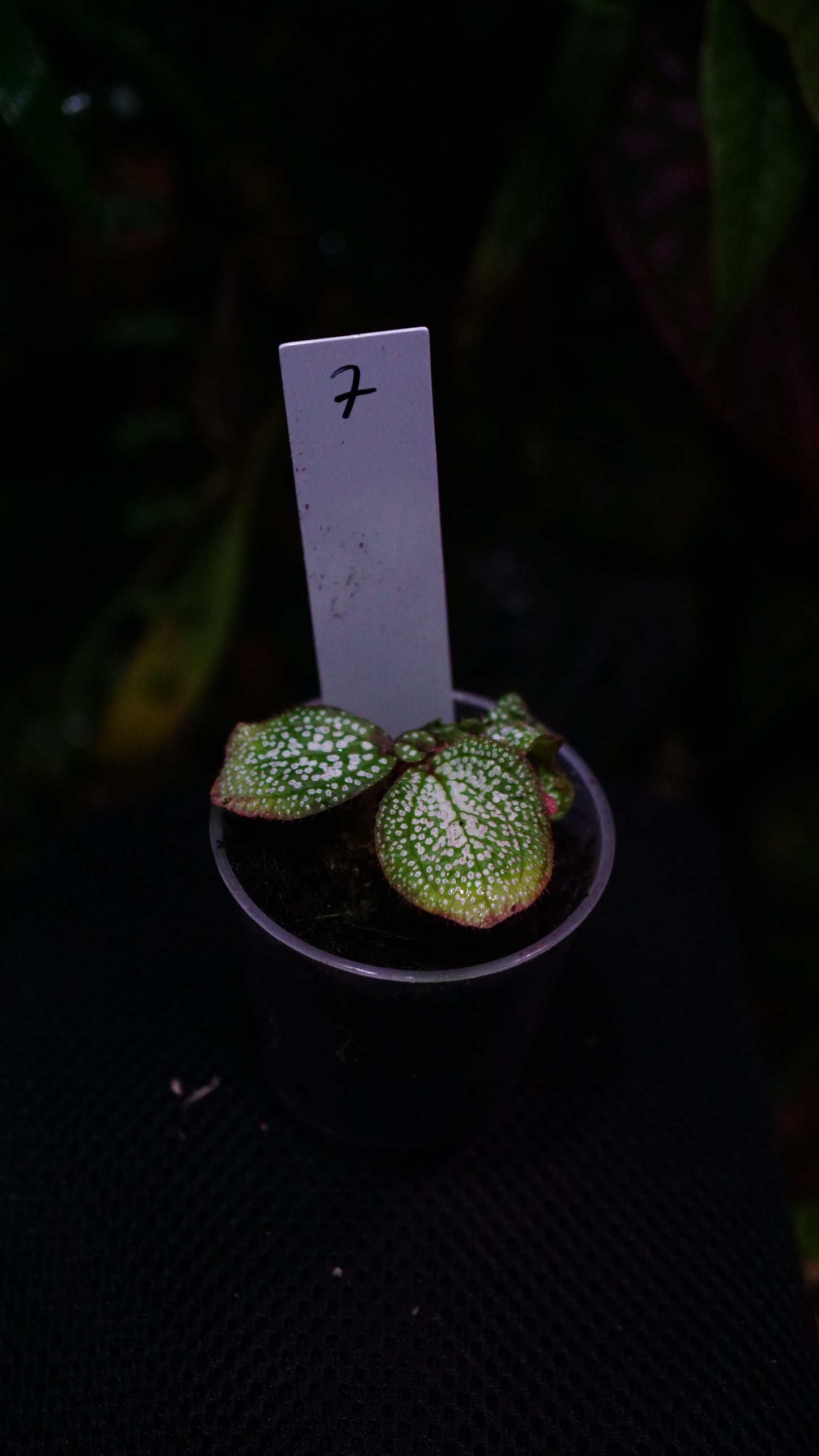 Sonerila ( eggshape) n7