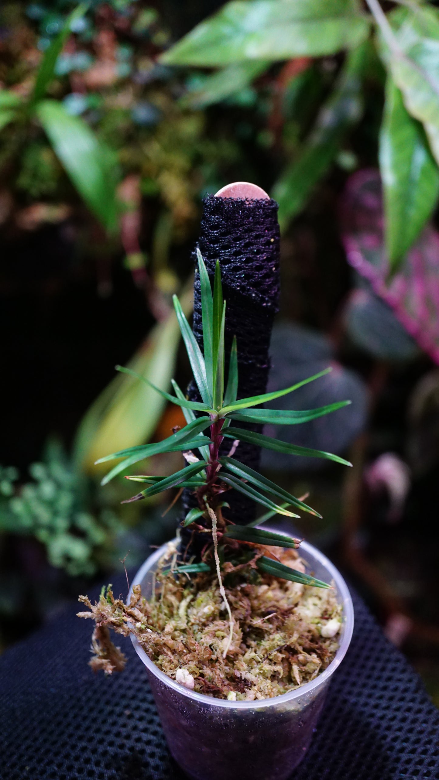 Freycenetia