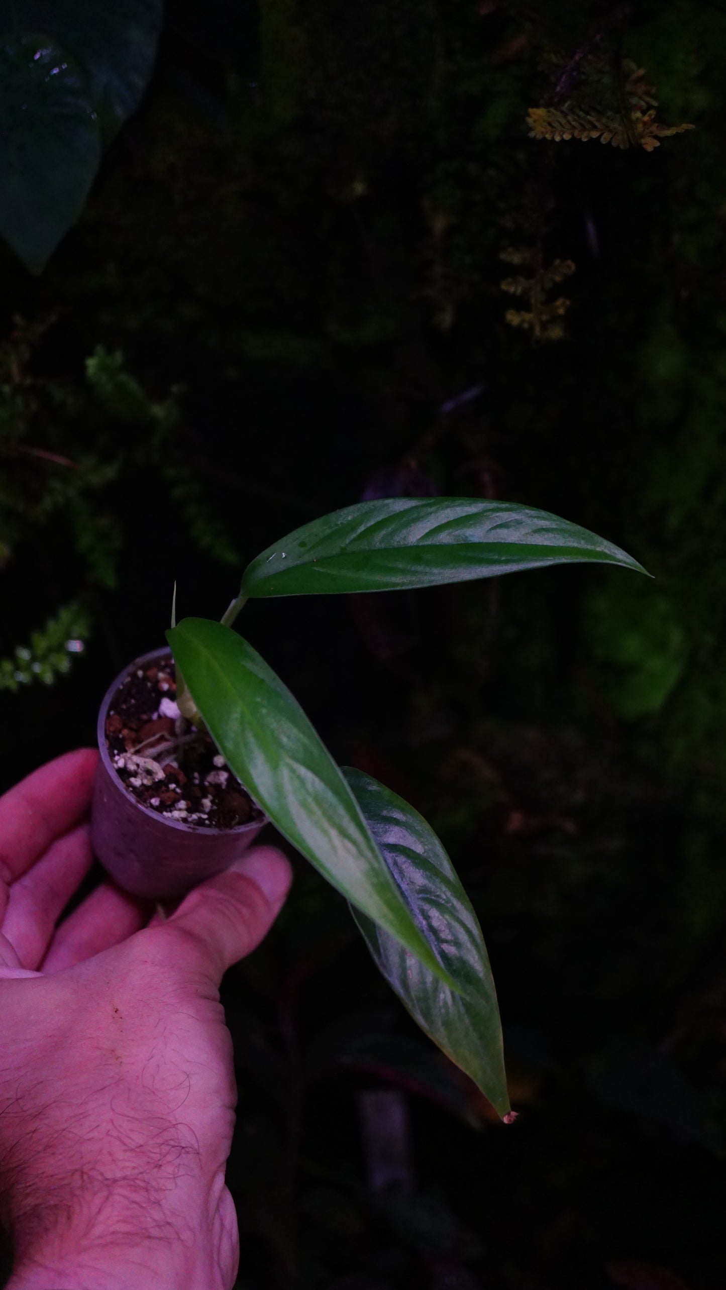 Raphydophora megasperma