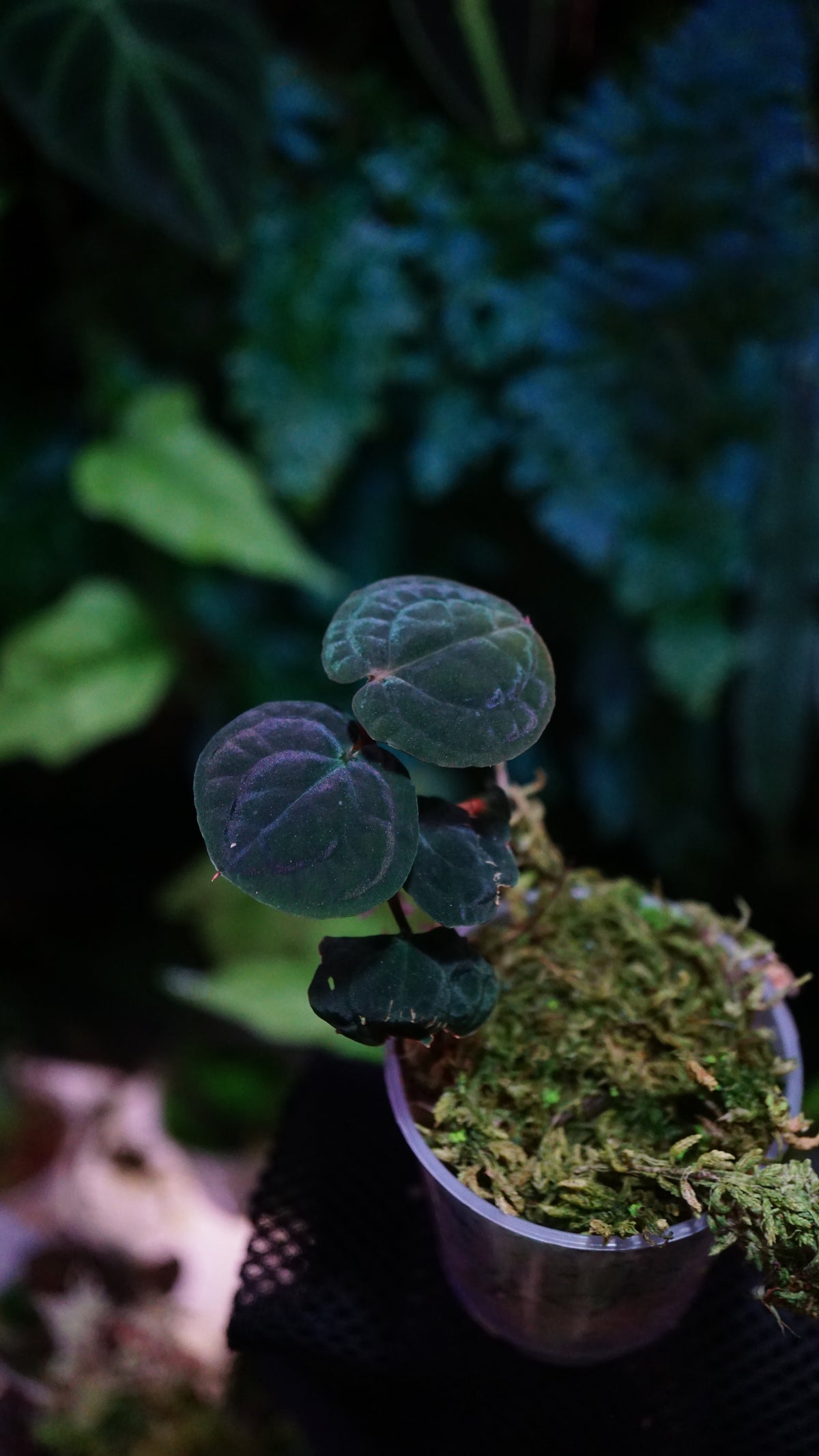 Culcasia rotundifolia