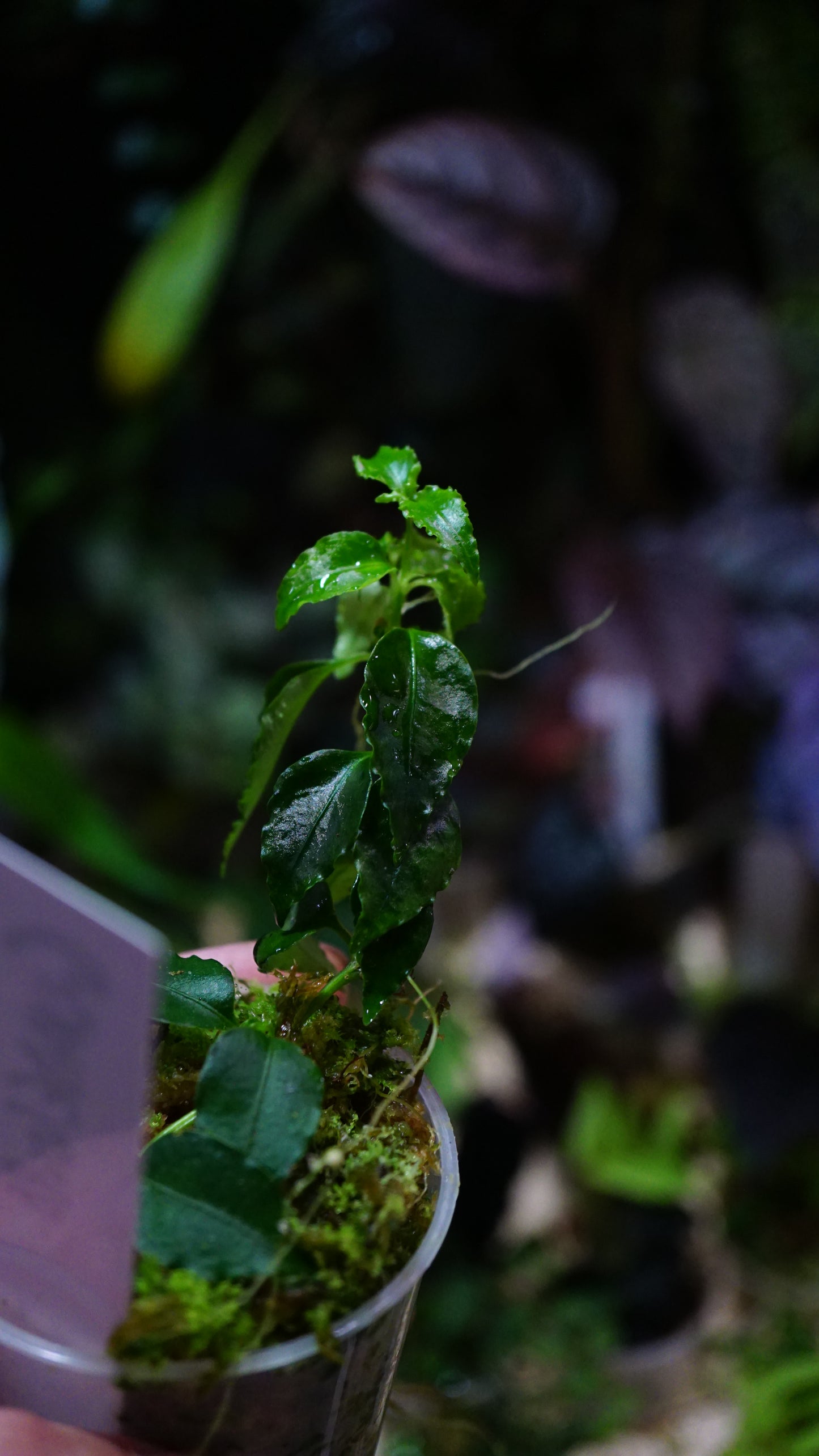 No id sp south america