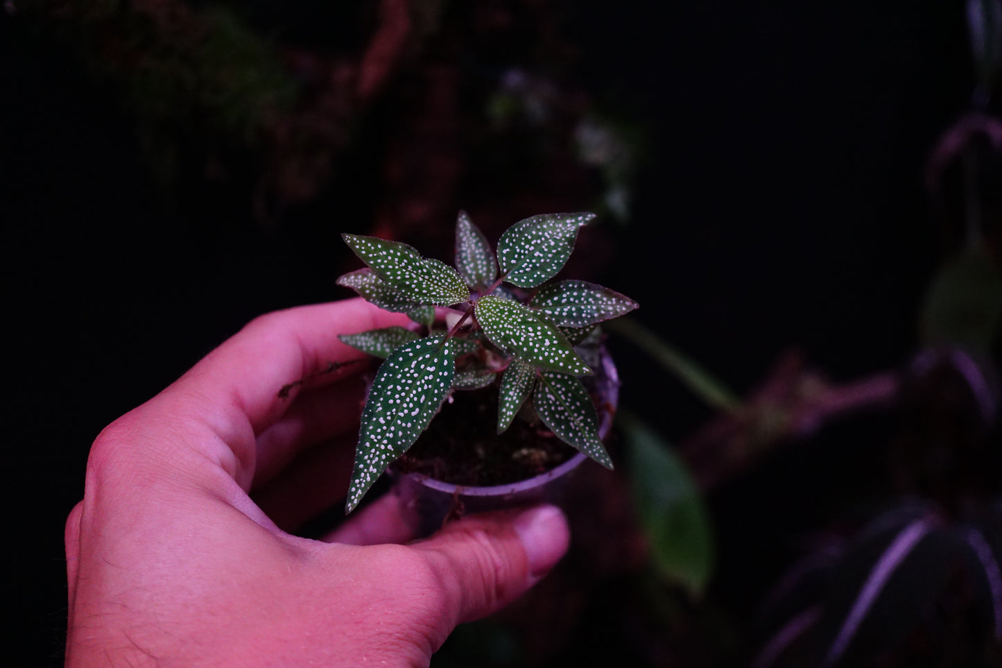 Sonerila sp Vietnam constellation