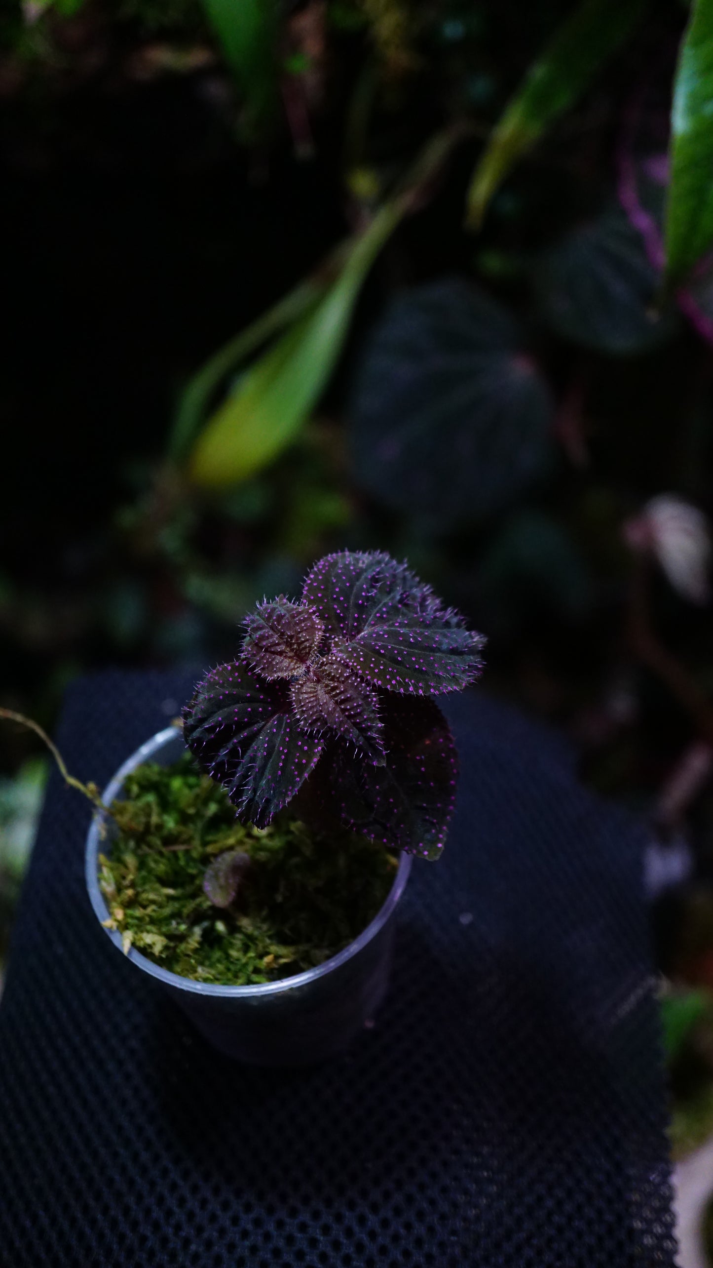 Sarcopyramis sp pink