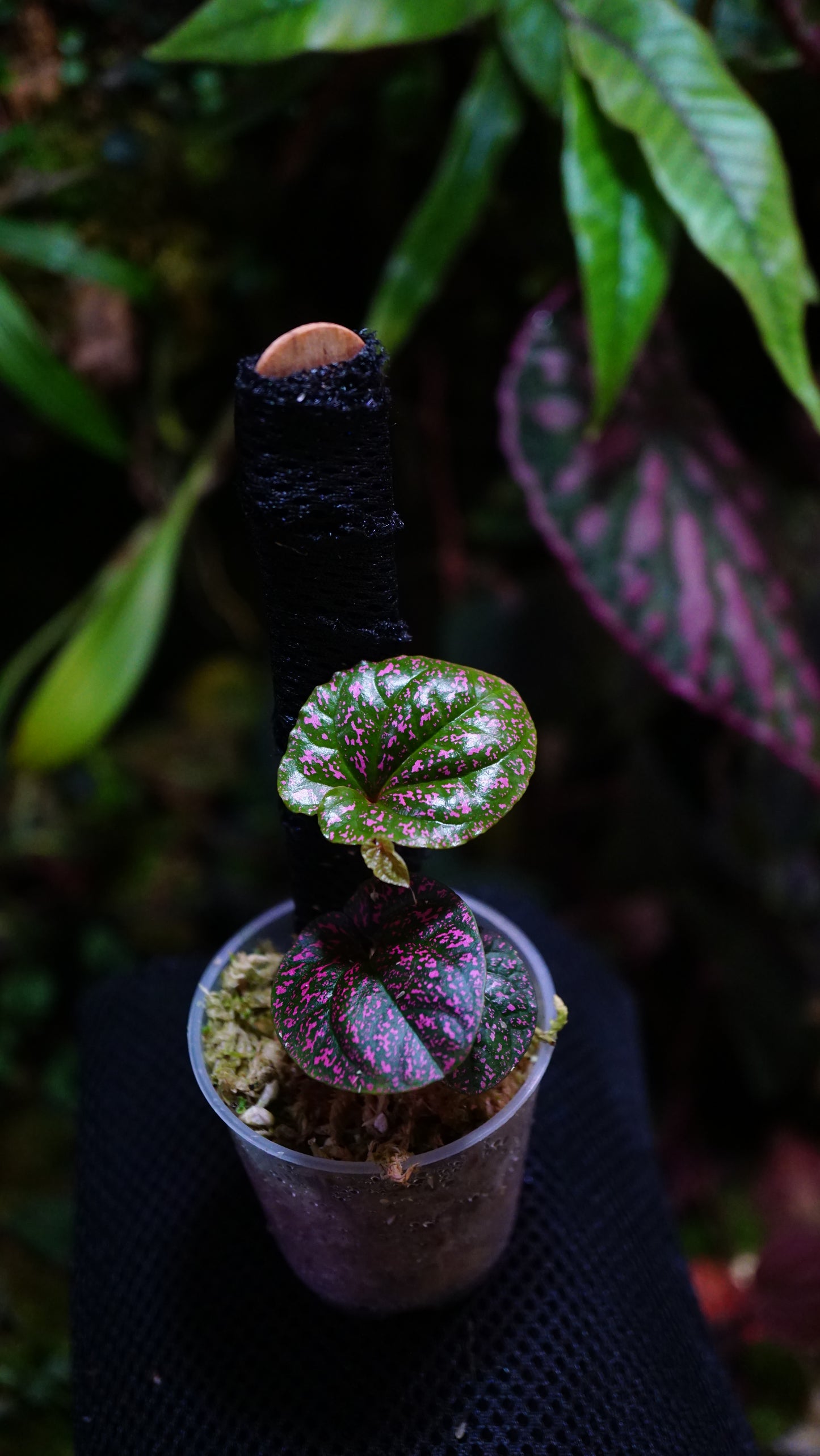 Piper sp pink
